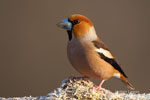 Hawfinch