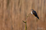 Common Cuckoo