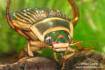 Great Diving Beetle