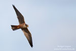 Eurasian Hobby