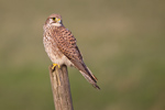 Common Kestrel