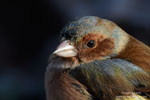 Chaffinch