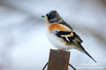 Brambling