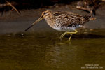 Common Snipe