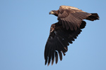 White tailed Eagle