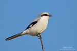 Shrikes