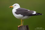 Gulls and allies