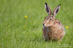 European Hare