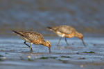 Bar-tailed Godwit