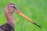 Black-tailed Godwit