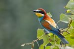 European Bee-eater