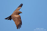 Black Kite