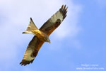 Red Kite