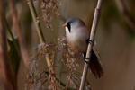 Bearded Reedling