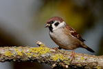 Tree Sparrow