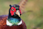 Common Pheasant