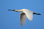 Eurasian Spoonbill