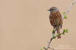 Dunnock