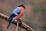 Bullfinch