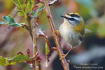 Firecrest