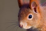 Red Squirrel