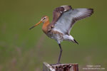 Snipe-like waders