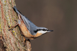 Eurasian Nuthatch