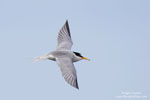 Little Tern