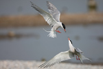 Common Tern