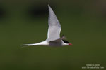 Arctic tern