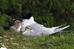 Sandwich Tern