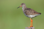 Common Redshank