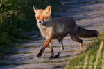 Red fox