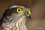 Accipiter_nisus_0008.jpg