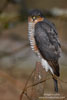 Accipiter_nisus_0110.jpg