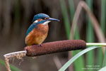 Alcedo_atthis_0028.jpg