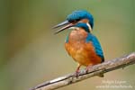 Alcedo_atthis_0765.jpg