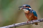 Alcedo_atthis_0790.jpg