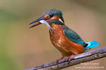 Alcedo_atthis_0820.jpg