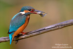 Alcedo_atthis_0889.jpg