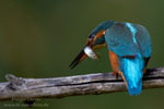 Alcedo_atthis_0902.jpg