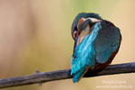 Alcedo_atthis_0932.jpg