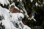 Buteo_buteo_0033.jpg