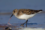 Calidris_alba_0371.jpg