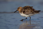 Calidris_alba_1233.jpg