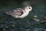 Calidris_alba_1345.jpg