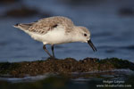 Calidris_alba_1415.jpg