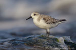 Calidris_alba_1421.jpg