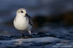 Calidris_alba_1425.jpg