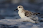 Calidris_alba_1428.jpg